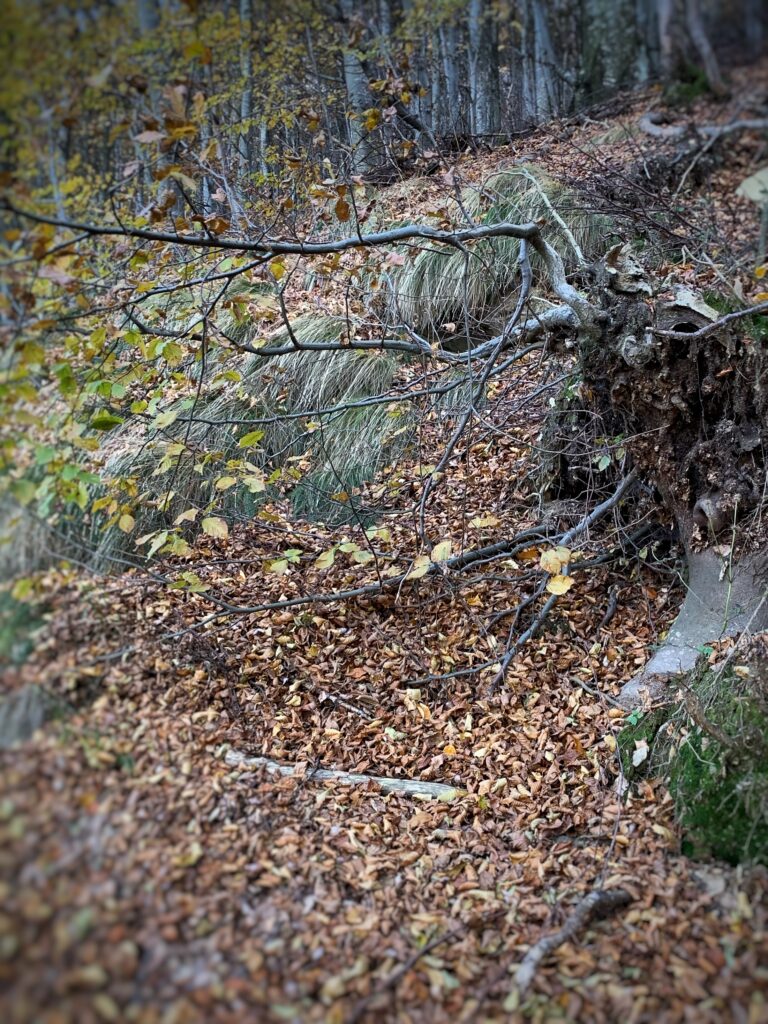 L’autunno ci ricorda che la trasformazione è parte del ritmo naturale dell’esistenza.
Autumn Leaves — L’arte del lasciar andare