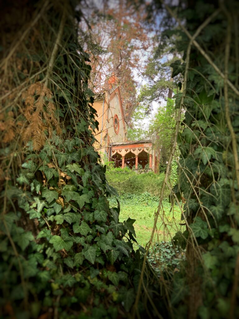 l’Edera, pianta che potete scorgere tra ruderi, boschi, muri e giardini..