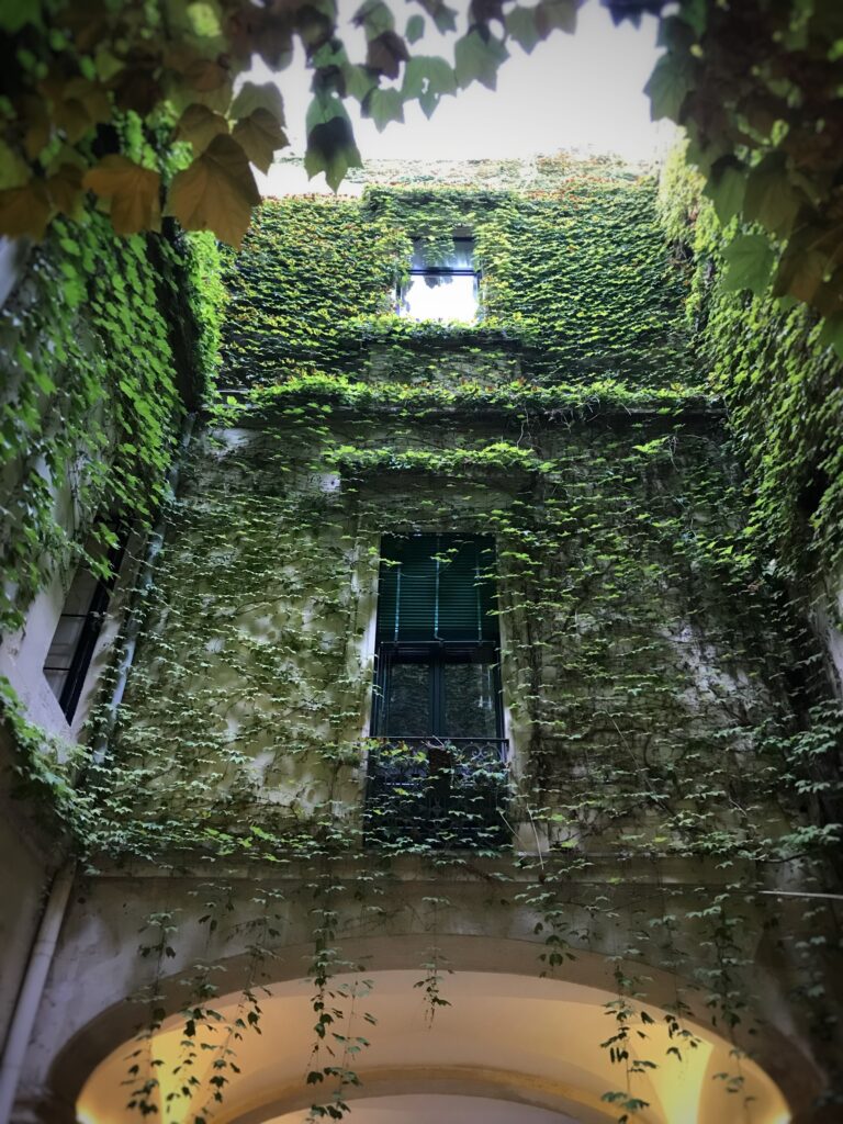 edera su palazzo
