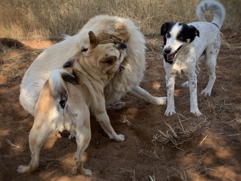 Cani aggressivi o troppo vivaci, Fiori di Bach sono un aiuto per il benessere emotivo