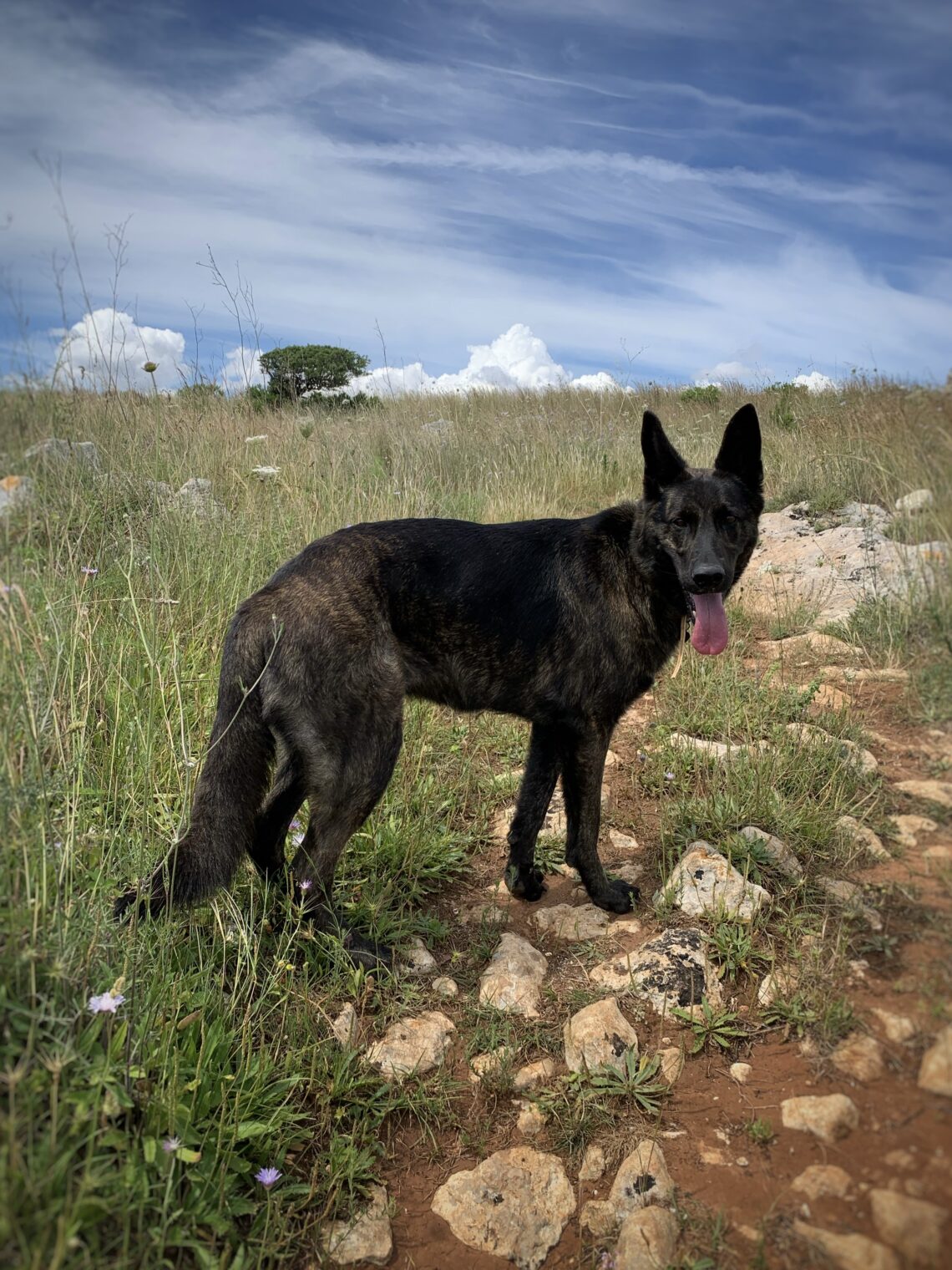 cane su sfondo naturale che indica benessere raggiunto con i fiori di bach
